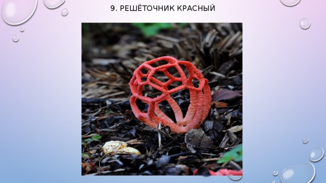 9. Решёточник красный   