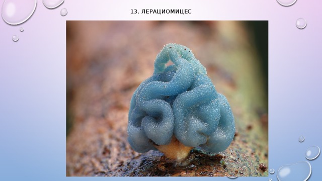 13. Лерациомицес   