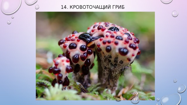 14. Кровоточащий гриб    