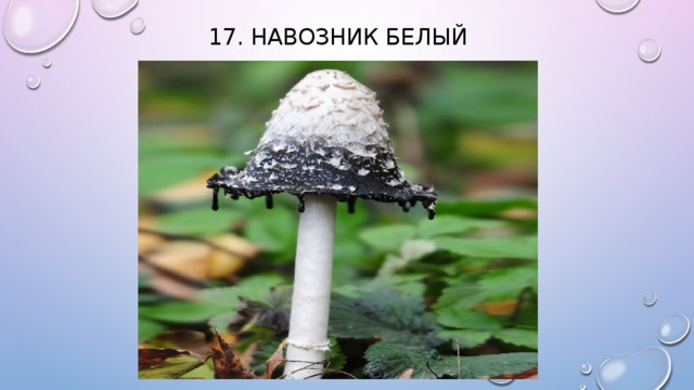17. Навозник белый    