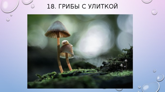 18. Грибы с улиткой   