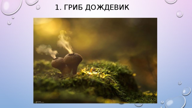 1. Гриб дождевик 