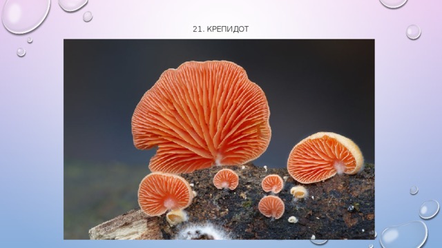 21. Крепидот   