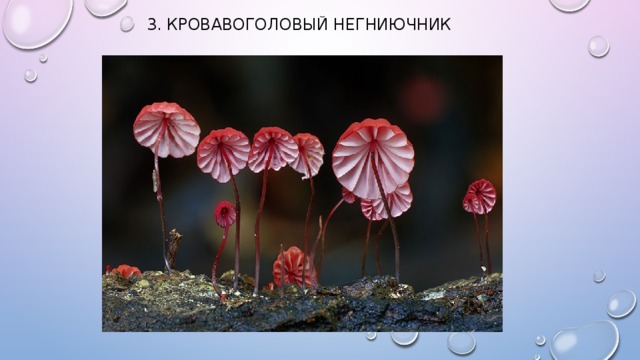 3. Кровавоголовый негниючник   