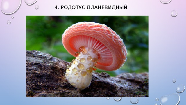 4. Родотус дланевидный   