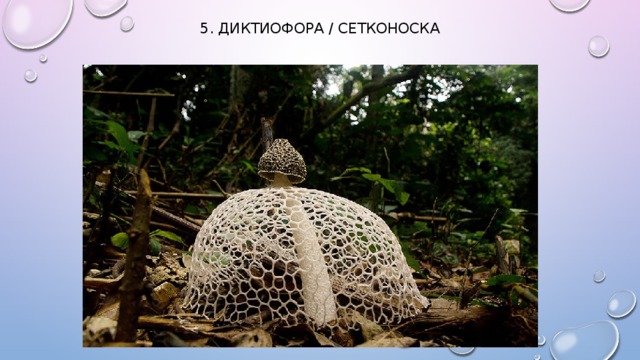 5. Диктиофора / сетконоска   
