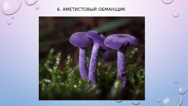 6. Аметистовый обманщик    