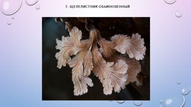 7. Щелелистник обыкновенный   