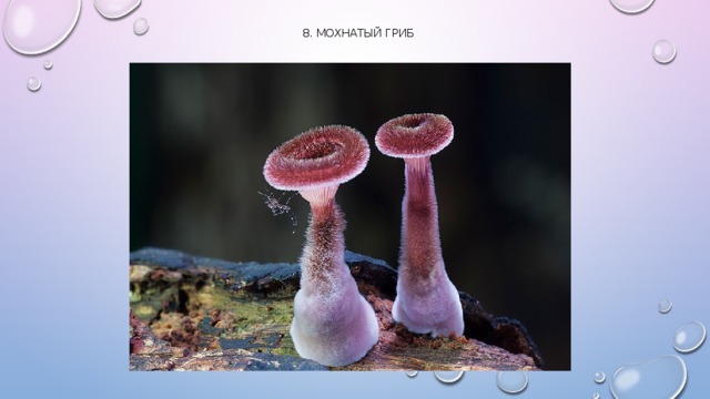 8. Мохнатый гриб   