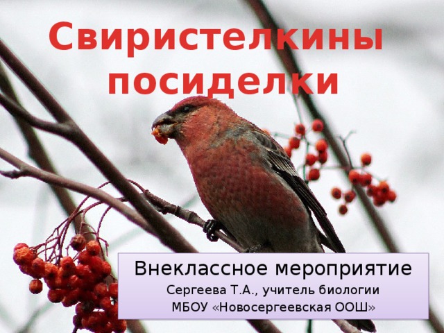 Cвиристелкины  посиделки Внеклассное мероприятие Сергеева Т.А., учитель биологии МБОУ «Новосергеевская ООШ» 