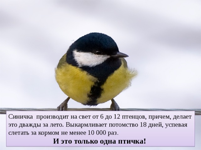 Синичка производит на свет от 6 до 12 птенцов, причем, делает это дважды за лето. Выкармливает потомство 18 дней, успевая слетать за кормом не менее 10 000 раз . И это только одна птичка! 