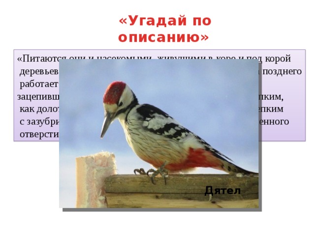  «Угадай по описанию» «Питаются они и насекомыми, живущими в коре и под корой  деревьев, в древесине, на ветках. …. С утра до вечера позднего  работает птица: упёршись в ствол упругим хвостом, зацепившись сильными лапами, он долбит дерево крепким,  как долото, клювом, а потом  длинным (до 15 см.) крепким  с зазубринами языком достаёт насекомых из выдолбленного  отверстия…» Дятел 