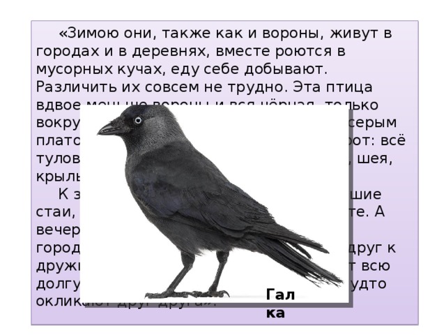  «Зимою они, также как и вороны, живут в городах и в деревнях, вместе роются в мусорных кучах, еду себе добывают. Различить их совсем не трудно. Эта птица вдвое меньше вороны и вся чёрная, только вокруг шеи серые пёрышки, будто она серым платочком повязана. А у вороны наоборот: всё туловище серое, чёрные только голова, шея, крылья да хвост.  К зиме эти птицы собираются в большие стаи, так и летают целыми днями вместе. А вечером облепят деревья где-нибудь в городском саду или парке, прижмутся друг к дружке и сидят греются. Так и дремлют всю долгую зимнюю ночь. Только изредка будто окликают друг друга». Галка 