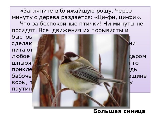  «Загляните в ближайшую рощу. Через минуту с дерева раздаётся: «Ци-фи, ци-фи».    Что за беспокойные птички! Ни минуты не посидят. Все  движения их порывисты и быстры. Никогда нельзя знать, что они сделают в следующую секунду. Летом они питаются насекомыми; зимой подбирают любое семечко, какое попадётся. Но не даром шныряю они по веткам. Там находят они то приклеенные к веткам яички каких-нибудь бабочек, то оцепеневшую гусеницу в трещине коры, то куколку, прикреплённую к сучку паутинкой». Большая синица 