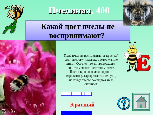 Пчелиная , 4 00 Какой цвет пчелы не воспринимают?   Глаза пчел не воспринимают красный свет, поэтому красных цветов они не видят. Однако пчелы превосходно видят в ультрафиолетовом свете. Цветы красного мака хорошо отражают ультрафиолетовые лучи, поэтому пчелы посещают их и опыляют.  Красный