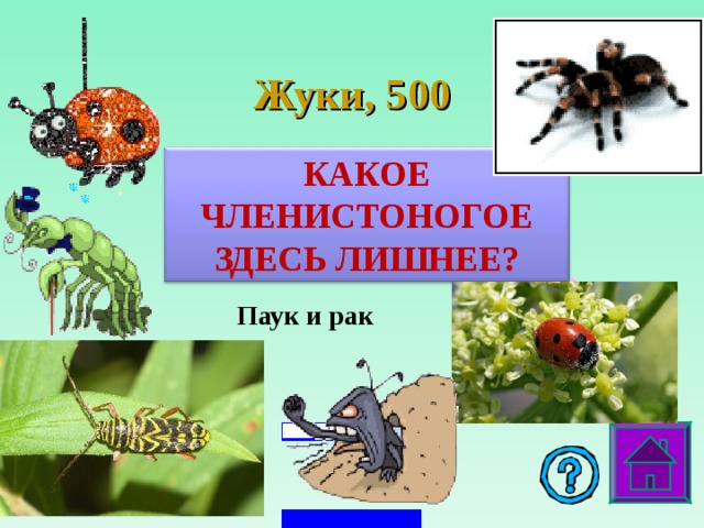 Жуки , 5 00 КАКОЕ ЧЛЕНИСТОНОГОЕ ЗДЕСЬ ЛИШНЕЕ? Паук и рак