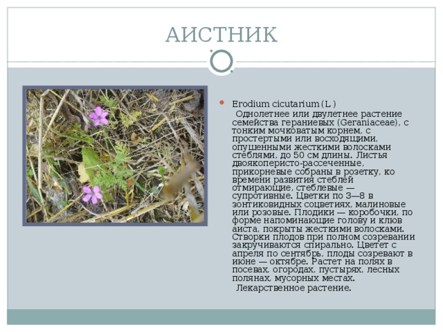 АИСТНИК Erodium cicutarium (L )  Однолетнее или двулетнее растение семейства гераниевых (Geraniaceae), с тонким мочковатым корнем, с простертыми или восходящими, опушенными жесткими волосками стеблями, до 50 см длины. Листья двоякоперисто-рассеченные, прикорневые собраны в розетку, ко времени развития стеблей отмирающие, стеблевые — супротивные. Цветки по 3—8 в зонтиковидных соцветиях, малиновые или розовые. Плодики — коробочки, по форме напоминающие голову и клюв аиста, покрыты жесткими волосками. Створки плодов при полном созревании закручиваются спирально. Цветет с апреля по сентябрь, плоды созревают в июне — октябре. Растет на полях в посевах, огородах, пустырях, лесных полянах, мусорных местах.  Лекарственное растение.