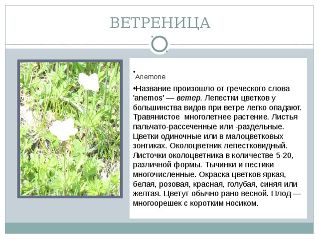 ВЕТРЕНИЦА