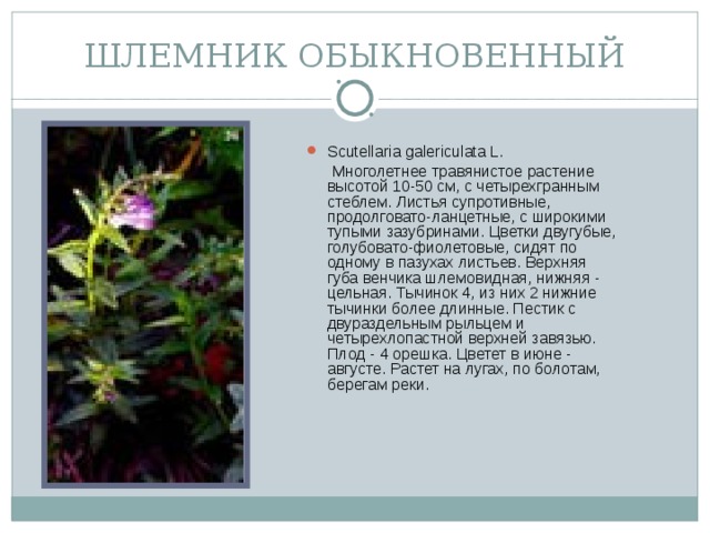 ШЛЕМНИК ОБЫКНОВЕННЫЙ Scutellaria galericulata L.  Многолетнее травянистое растение высотой 10-50 см, с четырехгранным стеблем. Листья супротивные, продолговато-ланцетные, с широкими тупыми зазубринами. Цветки двугубые, голубовато-фиолетовые, сидят по одному в пазухах листьев. Верхняя губа венчика шлемовидная, нижняя - цельная. Тычинок 4, из них 2 нижние тычинки более длинные. Пестик с двураздельным рыльцем и четырехлопастной верхней завязью. Плод - 4 орешка. Цветет в июне - августе. Растет на лугах, по болотам, берегам реки.