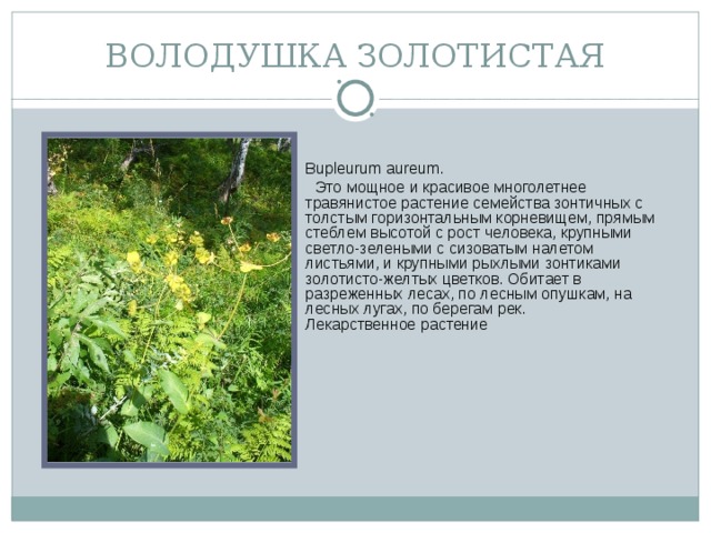ВОЛОДУШКА ЗОЛОТИСТАЯ Bupleurum aureum.  Это мощное и красивое многолетнее травянистое растение семейства зонтичных с толстым горизонтальным корневищем, прямым стеблем высотой с рост человека, крупными светло-зелеными с сизоватым налетом листьями, и крупными рыхлыми зонтиками золотисто-желтых цветков. Обитает в разреженных лесах, по лесным опушкам, на лесных лугах, по берегам рек.  Лекарственное растение