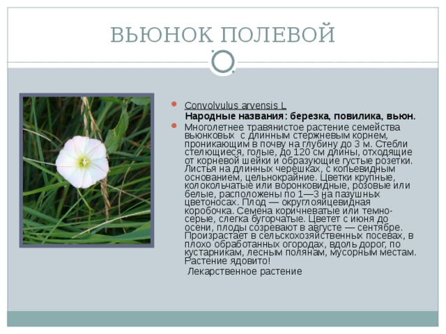 ВЬЮНОК ПОЛЕВОЙ Convolvulus arvensis L  Народные названия: березка, повилика, вьюн. Многолетнее травянистое растение семейства вьюнковых с длинным стержневым корнем, проникающим в почву на глубину до 3 м. Стебли стелющиеся, голые, до 120 см длины, отходящие от корневой шейки и образующие густые розетки. Листья на длинных черешках, с копьевидным основанием, цельнокрайние. Цветки крупные, колокольчатые или воронковидные, розовые или белые, расположены по 1—3 на пазушных цветоносах. Плод — округлояйцевидная коробочка. Семена коричневатые или темно-серые, слегка бугорчатые. Цветет с июня до осени, плоды созревают в августе — сентябре. Произрастает в сельскохозяйственных посевах, в плохо обработанных огородах, вдоль дорог, по кустарникам, лесным полянам, мусорным местам. Растение ядовито!  Лекарственное растение