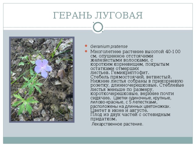 ГЕРАНЬ ЛУГОВАЯ Geranium pratense  Многолетнее растение высотой 40-100 см, опушенное отстоячими железистыми волосками, с коротким корневищем, покрытым остатками отмерших листьев. Гемикриптофит.     Стебель прямостоячий, ветвистый.  Нижние листья собраны в прикорневую розетку, длинночерешковые. Стеблевые листья меньше по размеру, короткочерешковые, верхние почти сидячие.   Цветки одиночные, крупные, лилово-красные, с 5 лепестками, расположены на длинных цветоножках.  Цветет в июне и августе.  Плод из двух частей с остевидным придатком.  Лекарственное растение.