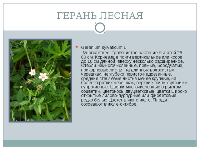 ГЕРАНЬ ЛЕСНАЯ Geranium sylvaticum L  Многолетнее травянистое растение высотой 25-60 см. Корневище почти вертикальное или косое до 10 см длиной, вверху несколько расширенное.  Стебли немногочисленные, прямые, бородчатые; прикорневые листья на длинных волосистых черешках, неглубоко перисто-надрезанные, средние стеблевые листья менее крупные, на более коротких черешках, верхние почти сидячие и супротивные. Цветки многочисленные в рыхлом соцветии, цветоносы двуцветковые; цветки широко открытые лилово-пурпурные или фиолетовые, редко белые.Цветет в июне-июле. Плоды созревают в июле-октябре.