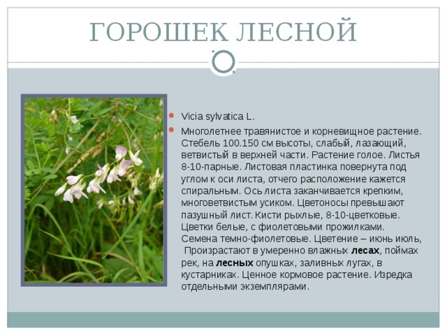 ГОРОШЕК ЛЕСНОЙ
