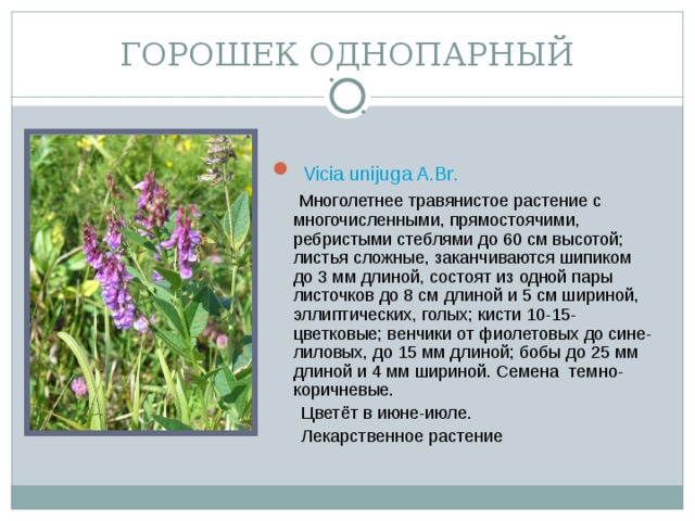 ГОРОШЕК ОДНОПАРНЫЙ  Vicia unijuga A.Br.  Многолетнее травянистое растение с многочисленными, прямостоячими, ребристыми стеблями до 60 см высотой; листья сложные, заканчиваются шипиком до 3 мм длиной, состоят из одной пары листочков до 8 см длиной и 5 см шириной, эллиптических, голых; кисти 10-15-цветковые; венчики от фиолетовых до сине-лиловых, до 15 мм длиной; бобы до 25 мм длиной и 4 мм шириной. Семена темно-коричневые.  Цветёт в июне-июле.  Лекарственное растение