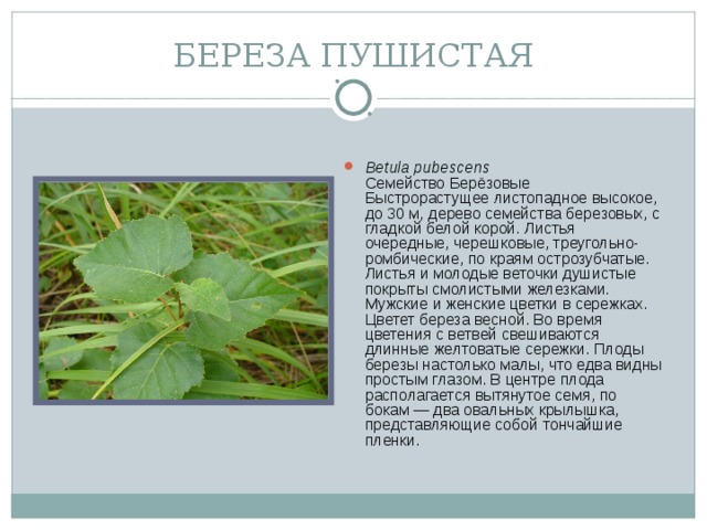 БЕРЕЗА ПУШИСТАЯ