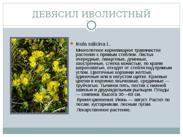 ДЕВЯСИЛ ИВОЛИСТНЫЙ Inula salicina L.  Многолетнее корневищное травянистое растение с прямым стеблем. Листья очередные, ланцетные, длинные, заостренные, слегка кожистые, по краям шероховатые, отходят от стебля под прямым углом. Цветочные корзинки желтые, одиночные или в негустом щитке. Краевые цветки в корзинке язычковые, срединные — трубчатые. Тычинок пять, пестик с нижней завязью и двураздельным рыльцем. Плоды — семянки. Высота 30—60 см.  Время цветения. Июнь — август. Растет по лесам, кустарникам, лесным лугам.  Лекарственное растение.