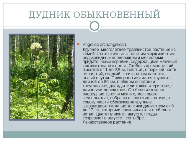 ДУДНИК ОБЫКНОВЕННЫЙ Angelica archangelica L.  Крупное многолетнее травянистое растение из семейства зонтичных с толстым морщинистым редьковидным корневищем и мясистыми придаточными корнями, содержащими млечный сок желтоватого цвета. Стебель прямостоячий, высотой от 1 до 2,5 м, толстый, в верхней части ветвистый, гладкий, с сизоватым налетом, полый внутри. Прикорневые листья крупные, длиной до 80 см, в общем очертании треугольные, дважды- или триждыперистые, с длинными черешками. Стеблевые листья очередные. Цветки мелкие, желтовато-зеленоватые, собраны в соцветия-зонтики, в совокупности образующие крупные шаровидные сложные зонтики диаметром от 8 до 17 см, которыми заканчиваются стебель и ветви. Цветет в июне - августе, плоды созревают в августе - сентябре.  Лекарственное растение.