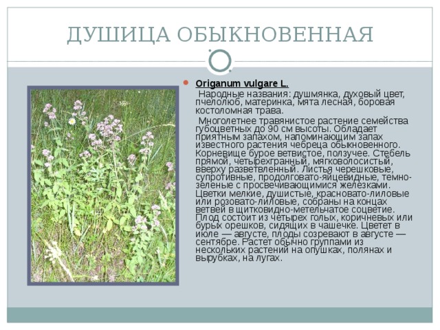 ДУШИЦА ОБЫКНОВЕННАЯ Origanum vulgare L.  Народные названия: душмянка, духовый цвет, пчелолюб, материнка, мята лесная, боровая костоломная трава.  Многолетнее травянистое растение семейства губоцветных до 90 см высоты. Обладает приятным запахом, напоминающим запах известного растения чебреца обыкновенного. Корневище бурое ветвистое, ползучее. Стебель прямой, четырехгранный, мягковолосистый, вверху разветвленный. Листья черешковые, супротивные, продолговато-яйцевидные, темно-зеленые с просвечивающимися железками. Цветки мелкие, душистые, красновато-лиловые или розовато-лиловые, собраны на концах ветвей в щитковидно-метельчатое соцветие. Плод состоит из четырех голых, коричневых или бурых орешков, сидящих в чашечке. Цветет в июле — августе, плоды созревают в августе — сентябре. Растет обычно группами из нескольких растений на опушках, полянах и вырубках, на лугах.