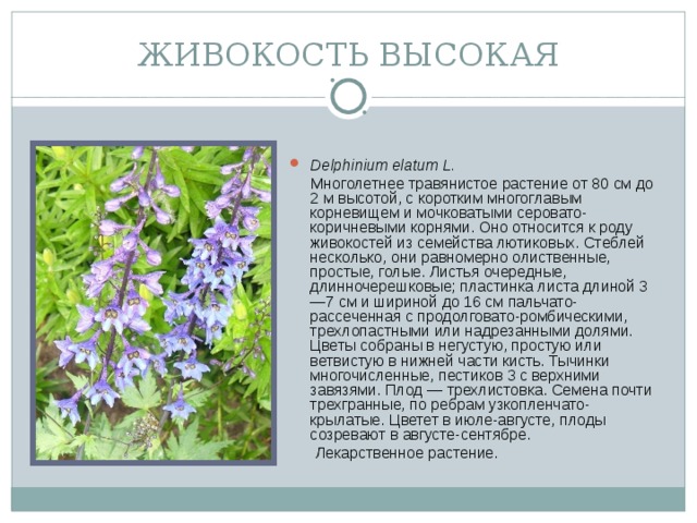 ЖИВОКОСТЬ ВЫСОКАЯ Delphinium elatum L.   Многолетнее травянистое растение от 80 см до 2 м высотой, с коротким многоглавым корневищем и мочковатыми серовато-коричневыми корнями. Оно относится к роду живокостей из семейства лютиковых. Стеблей несколько, они равномерно олиственные, простые, голые. Листья очередные, длинночерешковые; пластинка листа длиной 3—7 см и шириной до 16 см пальчато-рассеченная с продолговато-ромбическими, трехлопастными или надрезанными долями. Цветы собраны в негустую, простую или ветвистую в нижней части кисть. Тычинки многочисленные, пестиков 3 с верхними завязями. Плод — трехлистовка. Семена почти трехгранные, по ребрам узкопленчато-крылатые. Цветет в июле-августе, плоды созревают в августе-сентябре.  Лекарственное растение.