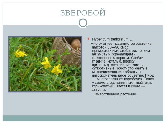 ЗВЕРОБОЙ Hypericum perforatum L.  Многолетнее травянистое растение высотой 60—80 см; с прямостоячими стеблями, тонким ветвистым корневищем и стерженевым корнем. Стебли гладкие, круглые, вверху щитковидноветвистые. Листья супротивные, золотисто-желтые, многочисленные, собраны в широкометельчатое соцветие. Плод — многосемянная коробочка. Запах у свежего растения приятный, вкус горьковатый. Цветет в июне — августе.  Лекарственное растение.