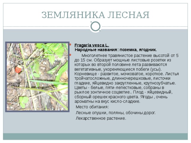 ЗЕМЛЯНИКА ЛЕСНАЯ Fragaria vesca L.  Народные названия: поземка, ягодник.  Многолетнее травянистое растение высотой от 5 до 15 см. Образует мощные листовые розетки из которых во второй половине лета развиваются вегетативные, укореняющиеся побеги (усы). Корневище - развитое, мочковатое, короткое. Листья тройчатосложные, длинночерешковые, листочки гладкие, яйцевидно закругленные, крупнозубчатые. Цветы - белые, пяти-лепестковые, собраны в рыхлое зонтичное соцветие.. Плод - яйцевидный, сборный орешек красного цвета. Ягоды , очень ароматны на вкус кисло-сладкие.  Место обитания:  Лесные опушки, поляны, обочины дорог.  Лекарственное растение.