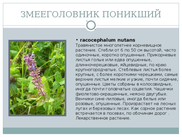 ЗМЕЕГОЛОВНИК ПОНИКШИЙ  racocephalum nutans  Травянистое многолетнее корневищное растение. Стебли от 6 по 50 см высотой, часто одиночные, коротко опушенные. Прикорневые листья голые или едва опушенные, длинночерешковые, яйцевидные, по краю крупногородчатые. Стеблевые листья более крупные, с более короткими черешками, самые верхние листья мелкие и узкие, почти сидячие, опушенные. Цветы собраны в колосовидные, иногда почти головчатые соцветия. Чашечки фиолетово-окрашенные, неясно двугубые. Венчики сине-лиловые, иногда белые или розовые, опушенные. Произрастает на лесных лугах и березовых лесах. Как сорное растение встречается в посевах, по обочинам дорог . Лекарственное растение.