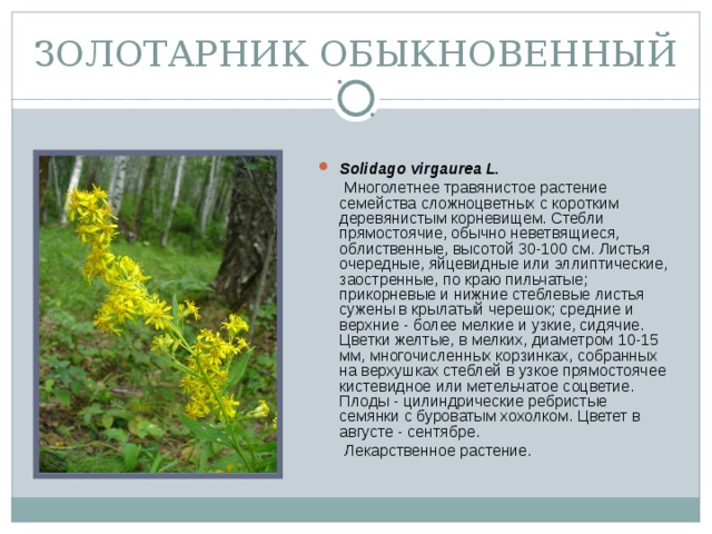 ЗОЛОТАРНИК ОБЫКНОВЕННЫЙ Solidago virgaurea L.   Многолетнее травянистое растение семейства сложноцветных с коротким деревянистым корневищем. Стебли прямостоячие, обычно неветвящиеся, облиственные, высотой 30-100 см. Листья очередные, яйцевидные или эллиптические, заостренные, по краю пильчатые; прикорневые и нижние стеблевые листья сужены в крылатый черешок; средние и верхние - более мелкие и узкие, сидячие. Цветки желтые, в мелких, диаметром 10-15 мм, многочисленных корзинках, собранных на верхушках стеблей в узкое прямостоячее кистевидное или метельчатое соцветие. Плоды - цилиндрические ребристые семянки с буроватым хохолком. Цветет в августе - сентябре.  Лекарственное растение.