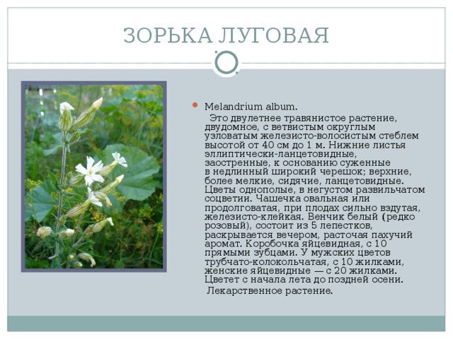 ЗОРЬКА ЛУГОВАЯ Melandrium album.  Это двулетнее травянистое растение, двудомное, с ветвистым округлым узловатым железисто-волосистым стеблем высотой от 40 см до 1 м. Нижние листья эллиптически-ланцетовидные, заостренные, к основанию суженные в недлинный широкий черешок; верхние, более мелкие, сидячие, ланцетовидные. Цветы однополые, в негустом развильчатом соцветии. Чашечка овальная или продолговатая, при плодах сильно вздутая, железисто-клейкая. Венчик белый ( редко розовый), состоит из 5 лепестков, раскрывается вечером, расточая пахучий аромат. Коробочка яйцевидная, с 10 прямыми зубцами. У мужских цветов трубчато-колокольчатая, с 10 жилками, женские яйцевидные — с 20 жилками. Цветет с начала лета до поздней осени.  Лекарственное растение.