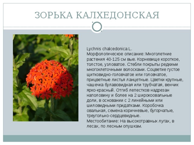 ЗОРЬКА КАЛХЕДОНСКАЯ Lychnis chalcedonica L. Морфологическое описание: Многолетние растения 40-125 см вые. Корневище короткое, толстое, узловатое. Стебли покрыты редкими многоклеточными волосками. Соцветие густое щитковидно-головчатое или головчатое, прицветные листья ланцетные. Цветки крупные, чашечка булавовидная или трубчатая, венчик ярко-красный. Отгиб лепестков надрезан наполовину и более на 2 широкоовальные доли, в основании с 2 линейными или шиловидными придатками. Коробочка овальная, семена коричневые, бугорчатые, треугольно-сердцевидные.  Местообитание: На высокотравных лугах, в лесах, по лесным опушкам.