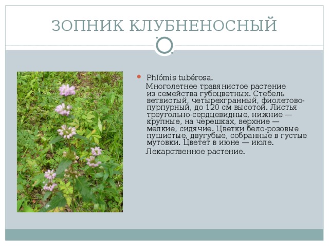 ЗОПНИК КЛУБНЕНОСНЫЙ Phlómis tubérosa.  Многолетнее травянистое растение из семейства губоцветных. Стебель ветвистый, четырехгранный, фиолетово-пурпурный, до 120 см высотой. Листья треугольно-сердцевидные, нижние — крупные, на черешках, верхние — мелкие, сидячие. Цветки бело-розовые пушистые, двугубые, собранные в густые мутовки. Цветет в июне — июле.   Лекарственное растение.