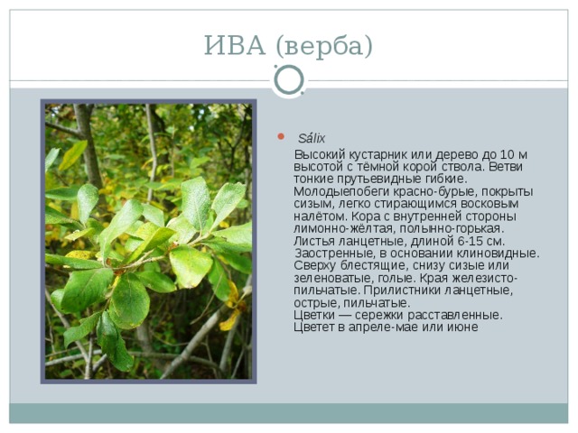 ИВА (верба)   Sálix   Высокий кустарник или дерево до 10 м высотой с тёмной корой ствола. Ветви тонкие прутьевидные гибкие. Молодыепобеги красно-бурые, покрыты сизым, легко стирающимся восковым налётом. Кора с внутренней стороны лимонно-жёлтая, полынно-горькая. Листья ланцетные, длиной 6-15 см. Заостренные, в основании клиновидные. Сверху блестящие, снизу сизые или зеленоватые, голые. Края железисто-пильчатые. Прилистники ланцетные, острые, пильчатые.  Цветки — сережки расставленные. Цветет в апреле-мае или июне