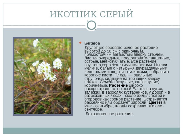 ИКОТНИК СЕРЫЙ Berteroa  Двулетнее серовато-зеленое растение высотой до 50 см с одиночным, прямостоячим ветвистым вверху стеблем. Листья очередные, продолговато-ланцетные, острые, мелкозубчатые. Все растение опушено серо-зелеными волосками. Цветки мелкие, белые с четырьмя двураздельными лепестками и шестью тычинками, собраны в короткие кисти. Плоды — овальные стручочки, сидящие на торчащих кверху ножках. Семена округлые, сплюснутые, коричневые. Растение широко распространено  по всей Растет на лугах, залежах, в зарослях кустарников, у дорог, и в разреженных лесах,  около жилья, полей и огородов как сорное растение. Встречается рассеянно или образует заросли. Цветет в мае - сентябре, плоды созревают в июле - сентябре.  Лекарственное растение.