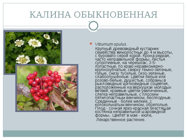 КАЛИНА ОБЫКНОВЕННАЯ Viburnum opulus.  Крупный древовидный кустарник семейства жимолостных до 4 м высоты, с буровато-серой корой. Крона редкая, часто неправильной формы. Листья супротивные, на черешках, 3-5-лопастные, по краю неравномерно-крупнозубчатые, сверху темно-зеленые, голые, снизу тусклые, сизо-зеленые, слабоопушенные. Цветки белые или розово-белые, душистые, собраны в рыхловидные щитковидные соцветия, расположенные на верхушках молодых ветвей; краевые цветки увеличенные, слегка неправильные, с плоским пятилопастным венчиком, бесплодные. Срединные - более мелкие, с колокольчатым венчиком, обоеполые. Плод - сочная ярко-красная блестящая костянка неправильной шаровидной формы.. Цветет в мае - июле,  Лекарственное растение.