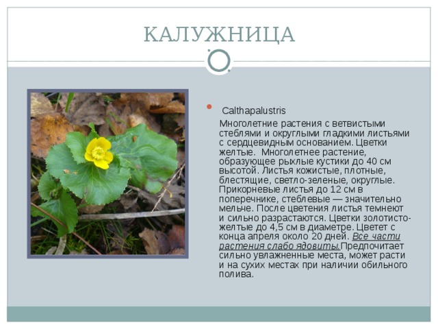 КАЛУЖНИЦА  Calthapalustris   Многолетние растения с ветвистыми стеблями и округлыми гладкими листьями с сердцевидным основанием. Цветки желтые.  Многолетнее растение, образующее рыхлые кустики до 40 см высотой. Листья кожистые, плотные, блестящие, светло-зеленые, округлые. Прикорневые листья до 12 см в поперечнике, стеблевые — значительно мельче. После цветения листья темнеют и сильно разрастаются. Цветки золотисто-желтые до 4,5 см в диаметре. Цветет с конца апреля около 20 дней. Все части растения слабо ядовиты. Предпочитает сильно увлажненные места, может расти и на сухих местах при наличии обильного полива. 