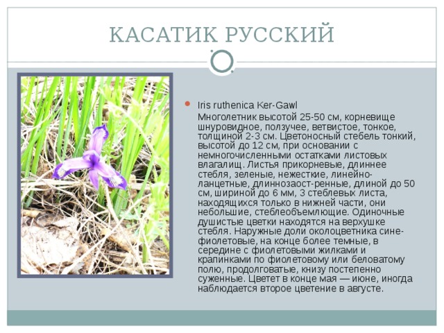 КАСАТИК РУССКИЙ Iris ruthenica Ker-Gawl  Многолетник высотой 25-50 см, корневище шнуровидное, ползучее, ветвистое, тонкое, толщиной 2-3 см. Цветоносный стебель тонкий, высотой до 12 см, при основании с немногочисленными остатками листовых влагалищ. Листья прикорневые, длиннее стебля, зеленые, нежесткие, линейно-ланцетные, длиннозаост-ренные, длиной до 50 см, шириной до 6 мм, 3 стеблевых листа, находящихся только в нижней части, они небольшие, стеблеобъемлющие. Одиночные душистые цветки находятся на верхушке стебля. Наружные доли околоцветника сине-фиолетовые, на конце более темные, в середине с фиолетовыми жилками и крапинками по фиолетовому или беловатому полю, продолговатые, книзу постепенно суженные. Цветет в конце мая — июне, иногда наблюдается второе цветение в августе.