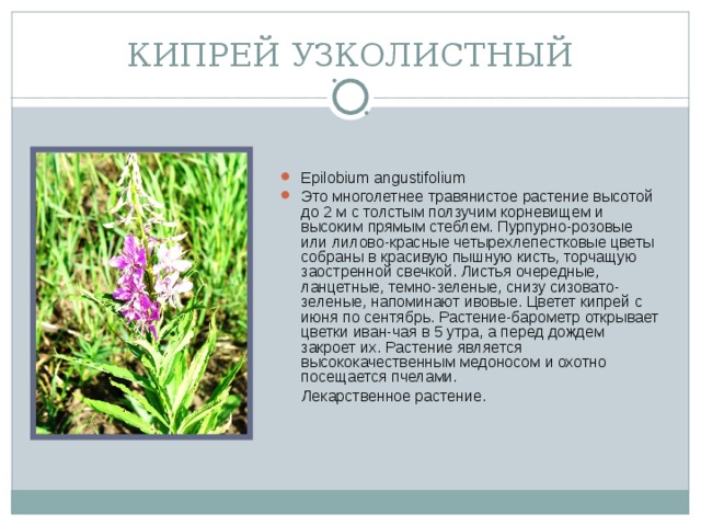 КИПРЕЙ УЗКОЛИСТНЫЙ Epilobium angustifolium Это многолетнее травянистое растение высотой до 2 м с толстым ползучим корневищем и высоким прямым стеблем. Пурпурно-розовые или лилово-красные четырехлепестковые цветы собраны в красивую пышную кисть, торчащую заостренной свечкой. Листья очередные, ланцетные, темно-зеленые, снизу сизовато-зеленые, напоминают ивовые. Цветет кипрей с июня по сентябрь. Растение-барометр открывает цветки иван-чая в 5 утра, а перед дождем закроет их. Растение является высококачественным медоносом и охотно посещается пчелами.  Лекарственное растение.