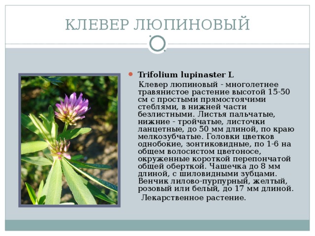 КЛЕВЕР ЛЮПИНОВЫЙ Trifolium lupinaster L   Клевер люпиновый - многолетнее травянистое растение высотой 15-50 см с простыми прямостоячими стеблями, в нижней части безлистными. Листья пальчатые, нижние - тройчатые, листочки ланцетные, до 50 мм длиной, по краю мелкозубчатые. Головки цветков однобокие, зонтиковидные, по 1-6 на общем волосистом цветоносе, окруженные короткой перепончатой общей оберткой. Чашечка до 8 мм длиной, с шиловидными зубцами. Венчик лилово-пурпурный, желтый, розовый или белый, до 17 мм длиной.  Лекарственное растение.