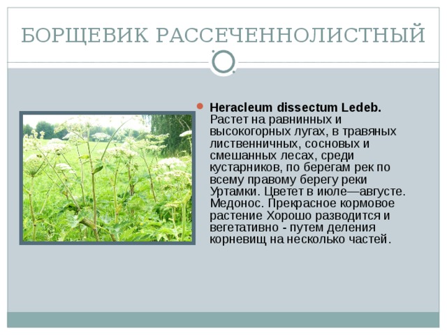 БОРЩЕВИК РАССЕЧЕННОЛИСТНЫЙ
