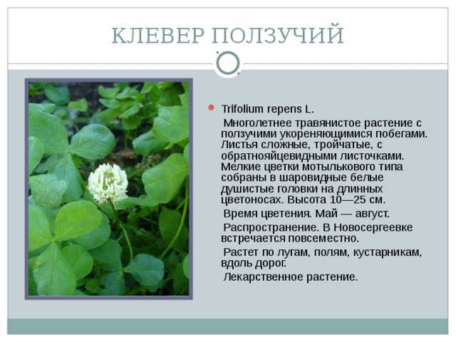 КЛЕВЕР ПОЛЗУЧИЙ Trifolium repens L.  Многолетнее травянистое растение с ползучими укореняющимися побегами. Листья сложные, тройчатые, с обратнояйцевидными листочками. Мелкие цветки мотылькового типа собраны в шаровидные белые душистые головки на длинных цветоносах. Высота 10—25 см.  Время цветения. Май — август.  Распространение. В Новосергеевке встречается повсеместно.  Растет по лугам, полям, кустарникам, вдоль дорог.  Лекарственное растение.